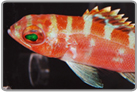 Chalk Bass